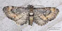 Eupithecia coloradensis - Hodges#7481 - photo 3
