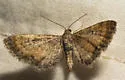 Eupithecia coloradensis - Hodges#7481 - photo 4