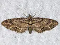 Columbian Eupithecia - Hodges#7459 - Eupithecia columbiata
