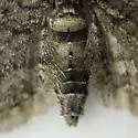 Columbian Eupithecia - Hodges#7459 - photo 2