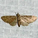 Columbian Eupithecia - Hodges#7459 - photo 4