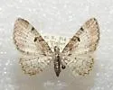 Eupithecia columbrata - Hodges#7577