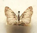 Eupithecia columbrata - Hodges#7577 - photo 2