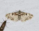 Eupithecia columbrata - Hodges#7577 - photo 3