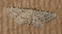 Eupithecia cretaceata - Hodges#7533 - photo 2