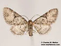 Eupithecia edna - Hodges#7466