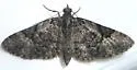 Eupithecia edna - Hodges#7466 - photo 2