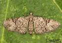 Eupithecia edna - Hodges#7466 - photo 3