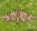 Eupithecia edna - Hodges#7466 - photo 4