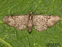 Eupithecia edna - Hodges#7466 - photo 5
