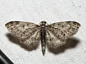 Fletcher's Eupithecia - Hodges#7491 - Eupithecia fletcherata
