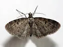 Fletcher's Eupithecia - Hodges#7491 - photo 2