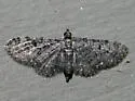 Fletcher's Eupithecia - Hodges#7491 - photo 3