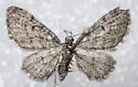 Fletcher's Eupithecia - Hodges#7491 - photo 4