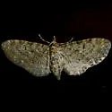 Fletcher's Eupithecia - Hodges#7491 - photo 5
