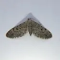 Eupithecia gelidata - Hodges#7538 - Eupithecia gelidata
