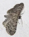 Eupithecia gelidata - Hodges#7538 - photo 2