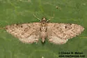 Eupithecia gelidata - Hodges#7538 - photo 4