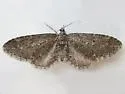 Eupithecia gilvipennata - Hodges#7581 - photo 3