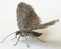 Eupithecia gilvipennata - Hodges#7581 - photo 4