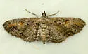 Eupithecia graefii - Hodges#7600 - Eupithecia graefii
