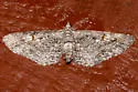 Eupithecia graefii - Hodges#7600 - photo 2