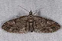 Eupithecia graefii - Hodges#7600 - photo 3