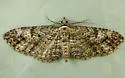 Eupithecia graefii - Hodges#7600 - photo 4