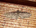 Eupithecia harrisonata - Hodges#7490 - photo 2