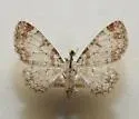 Eupithecia helena - Hodges#7576 - photo 2