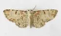 Eupithecia helena - Hodges#7576 - photo 3