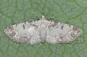 Eupithecia helena - Hodges#7576 - photo 4