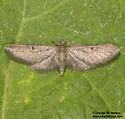 Hereford's Eupithecia - Hodges#7509 - Eupithecia herefordaria