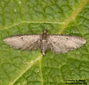 Hereford's Eupithecia - Hodges#7509 - photo 3