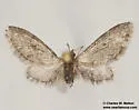 Hereford's Eupithecia - Hodges#7509 - photo 4