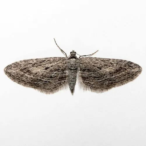 Eupithecia hohokamae - Hodges#7584 - Eupithecia hohokamae