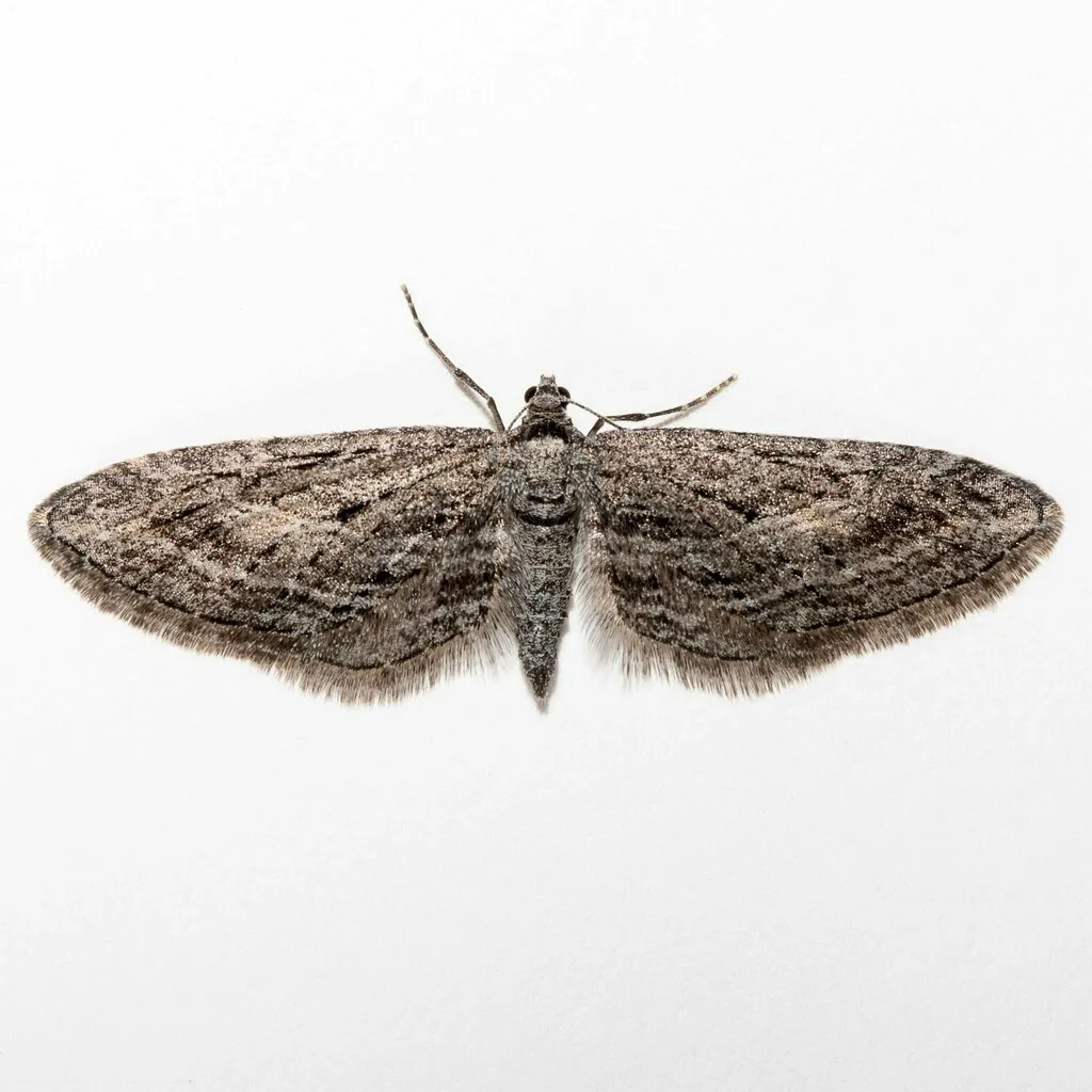 Eupithecia hohokamae - Hodges#7584 - photo 2