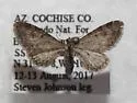Eupithecia huachuca - Hodges#7562 - photo 2