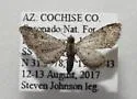 Eupithecia huachuca - Hodges#7562 - photo 4