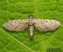 Eupithecia huachuca - Hodges#7562 - photo 5