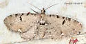 Eupithecia indistincta - Hodges#7531