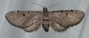 Eupithecia indistincta - Hodges#7531 - photo 3