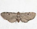 Eupithecia indistincta - Hodges#7531 - photo 4