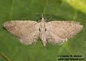 Eupithecia insolabilis - Hodges#7464