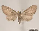 Eupithecia insolabilis - Hodges#7464 - photo 2