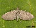 Eupithecia insolabilis - Hodges#7464 - photo 3