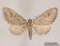 Eupithecia insolabilis - Hodges#7464 - photo 4