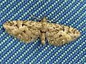 Juniper Looper - Hodges#7551 - photo 2