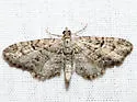 Juniper Looper - Hodges#7551 - photo 3