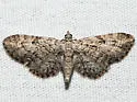 Juniper Looper - Hodges#7551 - photo 4